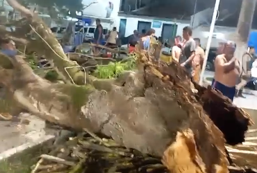 Árvore cai na Praça da Matriz e deixa comerciante ferido em São Cristóvão