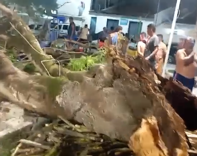 Árvore cai na Praça da Matriz e deixa comerciante ferido em São Cristóvão