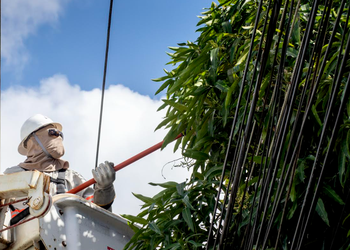 Pode de árvores: saiba quando acionar a Energisa