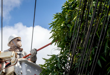 Pode de árvores: saiba quando acionar a Energisa