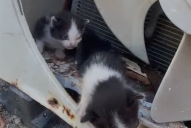 Mulher faz apelo por adoção de quatro gatinhos em Aracaju