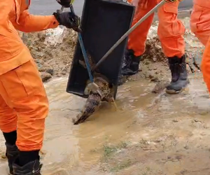 Jacaré é encontrado em poça de água em Itabaiana