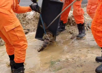 Jacaré é encontrado em poça de água em Itabaiana