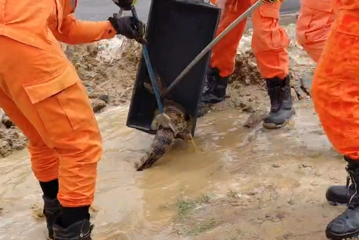 Jacaré é encontrado em poça de água em Itabaiana
