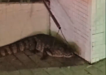 Jacaré é capturado em calçada de condomínio na Zona Sul de Aracaju