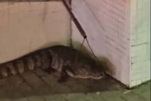 Jacaré é capturado em calçada de condomínio na Zona Sul de Aracaju