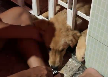 Filhote de cachorro é resgatado após ficar preso em portão em Lagarto