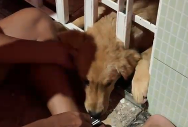 Filhote de cachorro é resgatado após ficar preso em portão em Lagarto