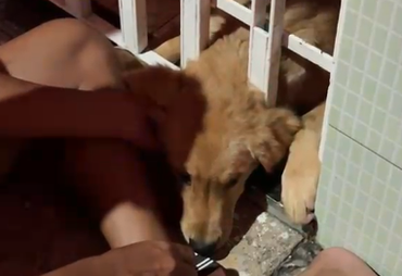 Filhote de cachorro é resgatado após ficar preso em portão em Lagarto