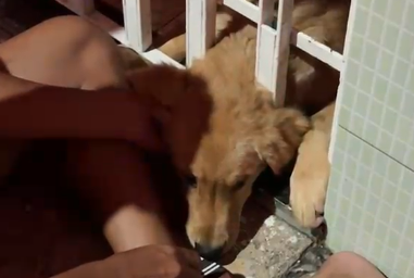 Filhote de cachorro é resgatado após ficar preso em portão em Lagarto