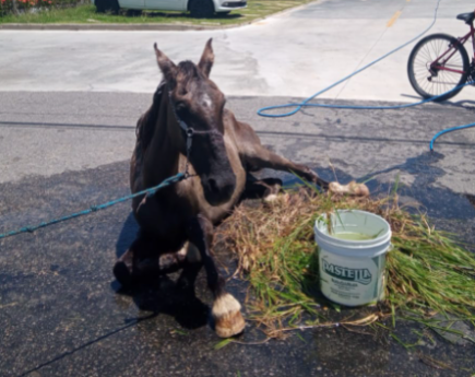 Cavalo debilitado com sinais de maus tratos é encontrado em acostamento da Rodovia SE-100 na Barra dos Coqueiros