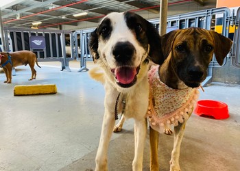 Mais uma edição do Programa "Aju Animal" acontece no Shopping Riomar