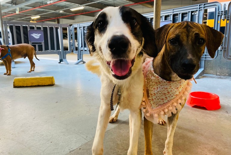 Mais uma edição do Programa "Aju Animal" acontece no Shopping Riomar