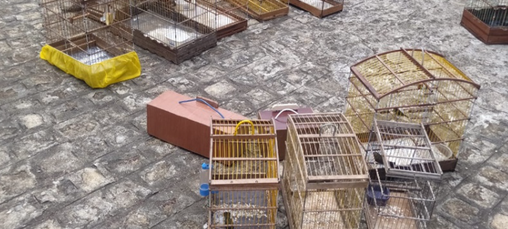 16 aves silvestres mantidas em cativeiro para comércio ilegal são apreendidas no município de Lagarto