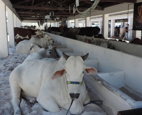 Feira Agropecuária de Sergipe será realizada no Parque de Exposições em Aracaju