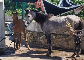 Cavalos em situação de maus-tratos no bairro Santa Maria, em Aracaju
