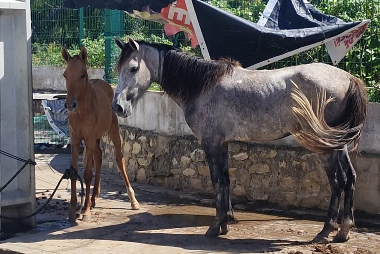 Cavalos em situação de maus-tratos no bairro Santa Maria, em Aracaju