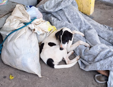 Antes de morrer, homem em situação de rua percorreu mais de 340 km ao lado da cadela