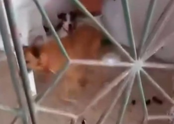 Cães vítimas de maus-tratos são resgatados na Zona Norte de Aracaju