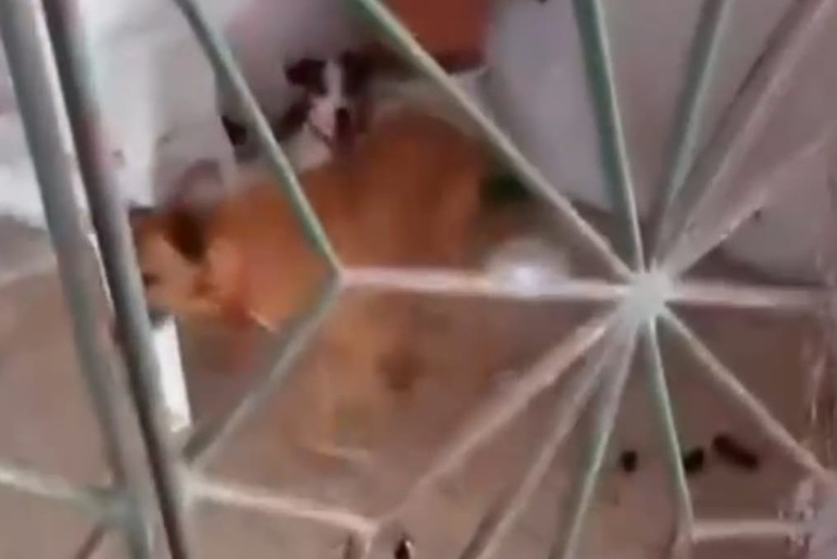 Cães vítimas de maus-tratos são resgatados na Zona Norte de Aracaju