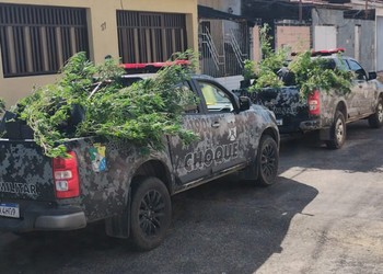 Estufa de luxo com cerca de 300 plantas de maconha é apreendida em Nossa Senhora do Socorro