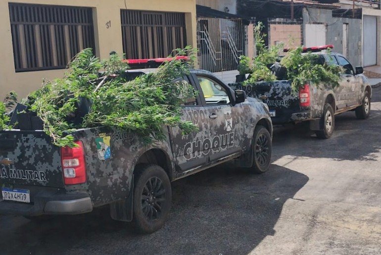 Estufa de luxo com cerca de 300 plantas de maconha é apreendida em Nossa Senhora do Socorro
