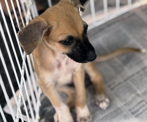 Feira de adoção de cães e gatos acontece neste sábado em Aracaju