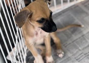 Feira de adoção de cães e gatos acontece neste sábado em Aracaju