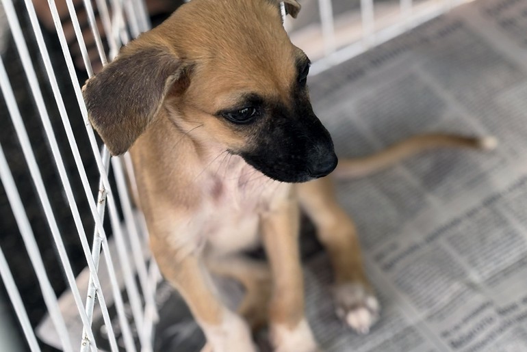 Feira de adoção de cães e gatos acontece neste sábado em Aracaju