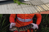 Jacaré e iguana são capturados em ocorrências no interior de Sergipe