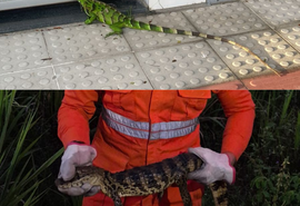 Jacaré e iguana são capturados em ocorrências no interior de Sergipe