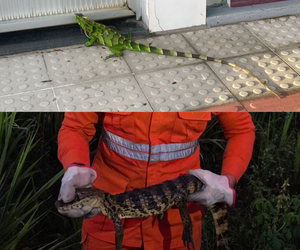 Jacaré e iguana são capturados no interior de Sergipe