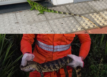 Jacaré e iguana são capturados em ocorrências no interior de Sergipe
