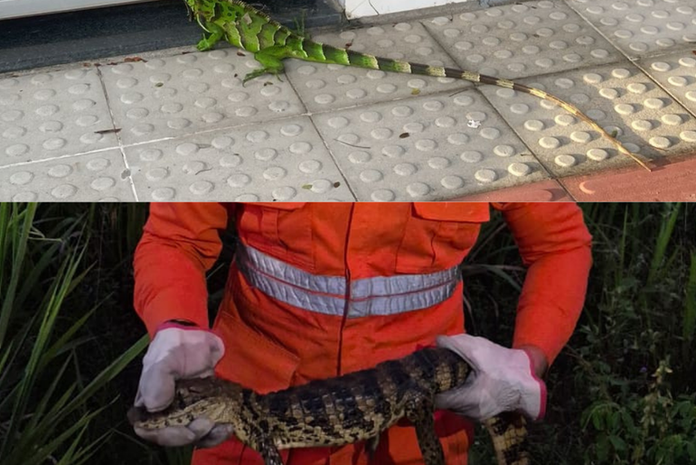 Jacaré e iguana são capturados em ocorrências no interior de Sergipe
