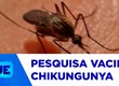 Três municípios sergipanos vão integrar estudo nacional sobre a vacina contra a Chikungunya
