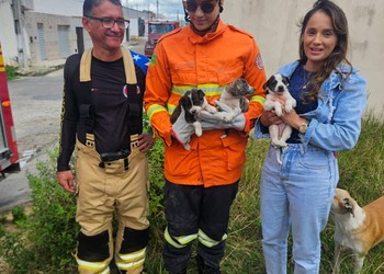 Bombeiros resgatam três filhotes de cachorro presos entre paredes em Nossa Senhora Aparecida