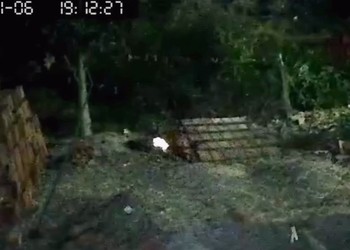 [VÍDEO] Gato é morto após ser incendiado no município de Itabaianinha