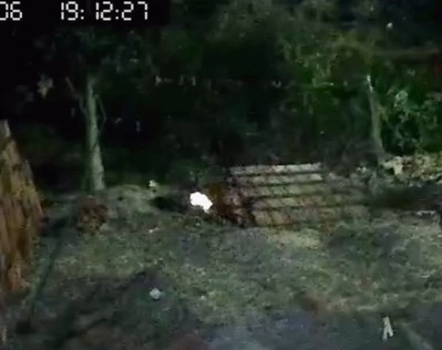 [VÍDEO] Gato morre após ser incendiado no município de Itabaianinha