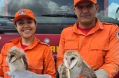 Filhotes de coruja são resgatados após caírem em rua no centro de Lagarto