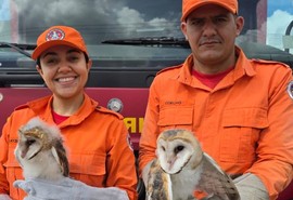 Filhotes de coruja são resgatados após caírem em rua no centro de Lagarto