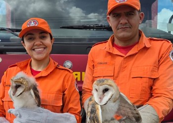Filhotes de coruja são resgatados após caírem em rua no centro de Lagarto