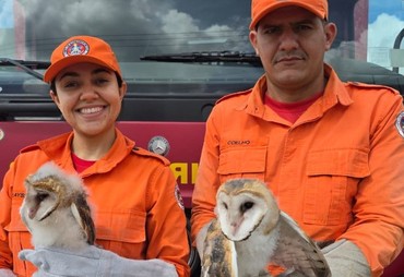 Filhotes de coruja são resgatados após caírem em rua no centro de Lagarto
