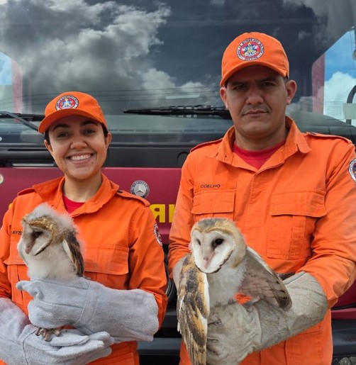Filhotes de coruja são resgatados após caírem em rua no centro de Lagarto