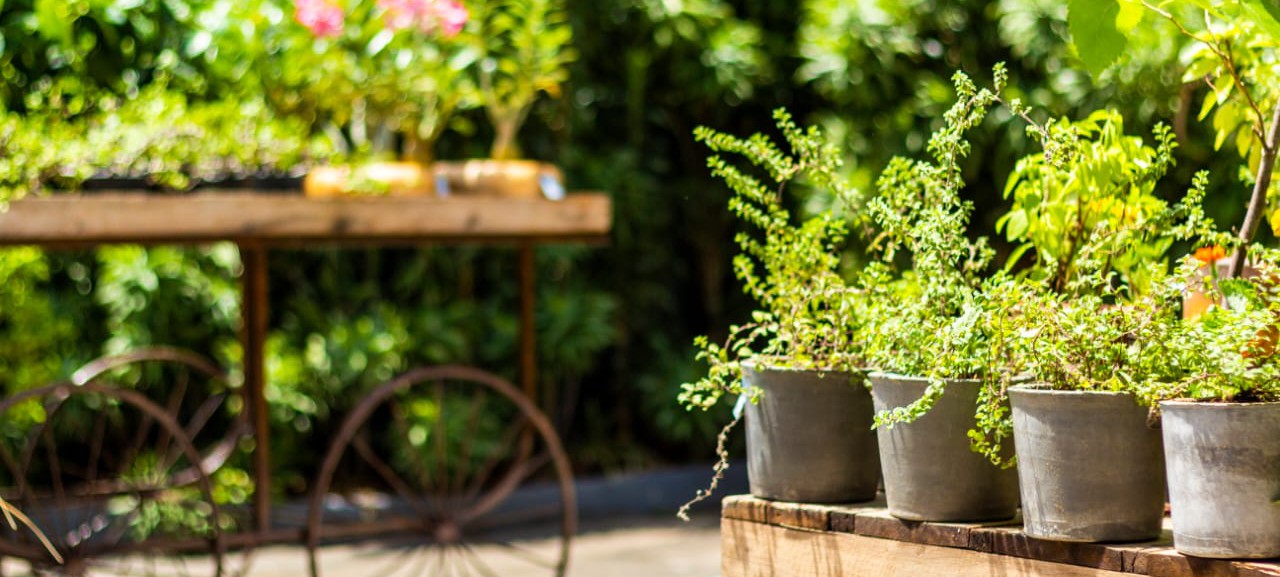 De hobby à terapia, cresce o interesse por jardinagem no lar