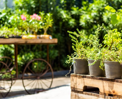 De hobby à terapia, cresce o interesse por jardinagem no lar