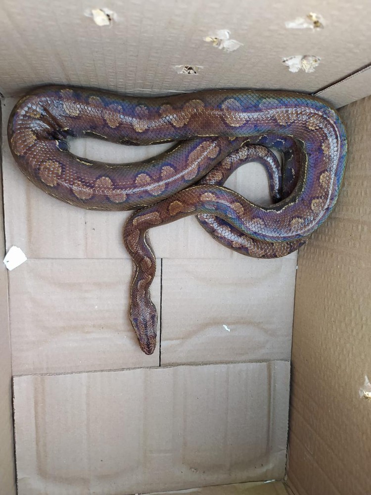 Jiboia foi encontrada no Parque da Sementeira