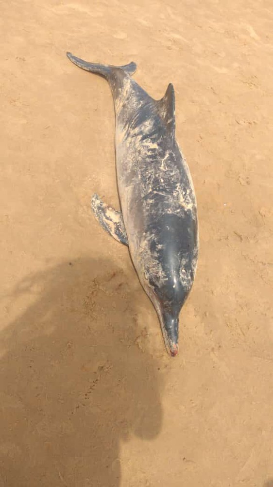 Golfinhos são encontrados mortos na Praia da Costa