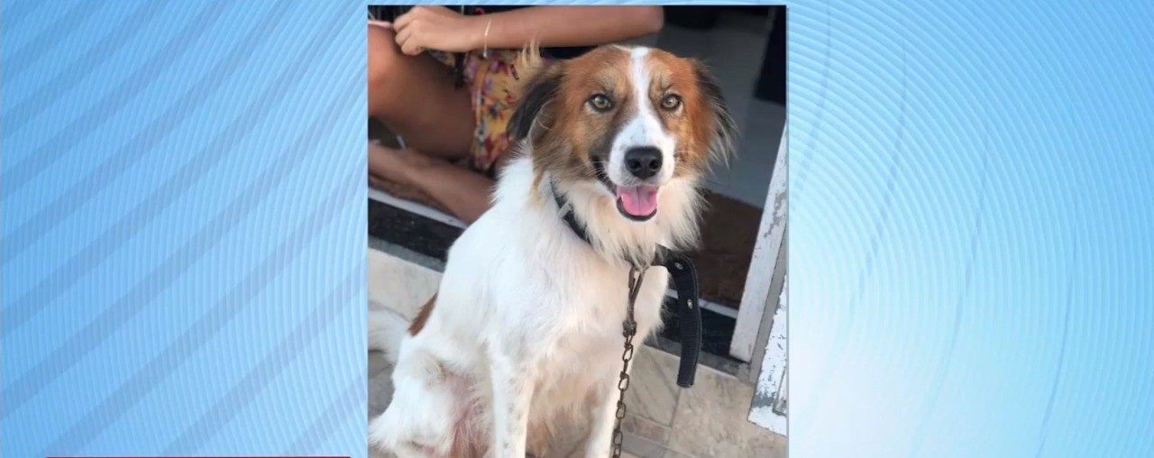 Cachorro é morto a tiros em Pedra Mole; motivação teria sido vingança