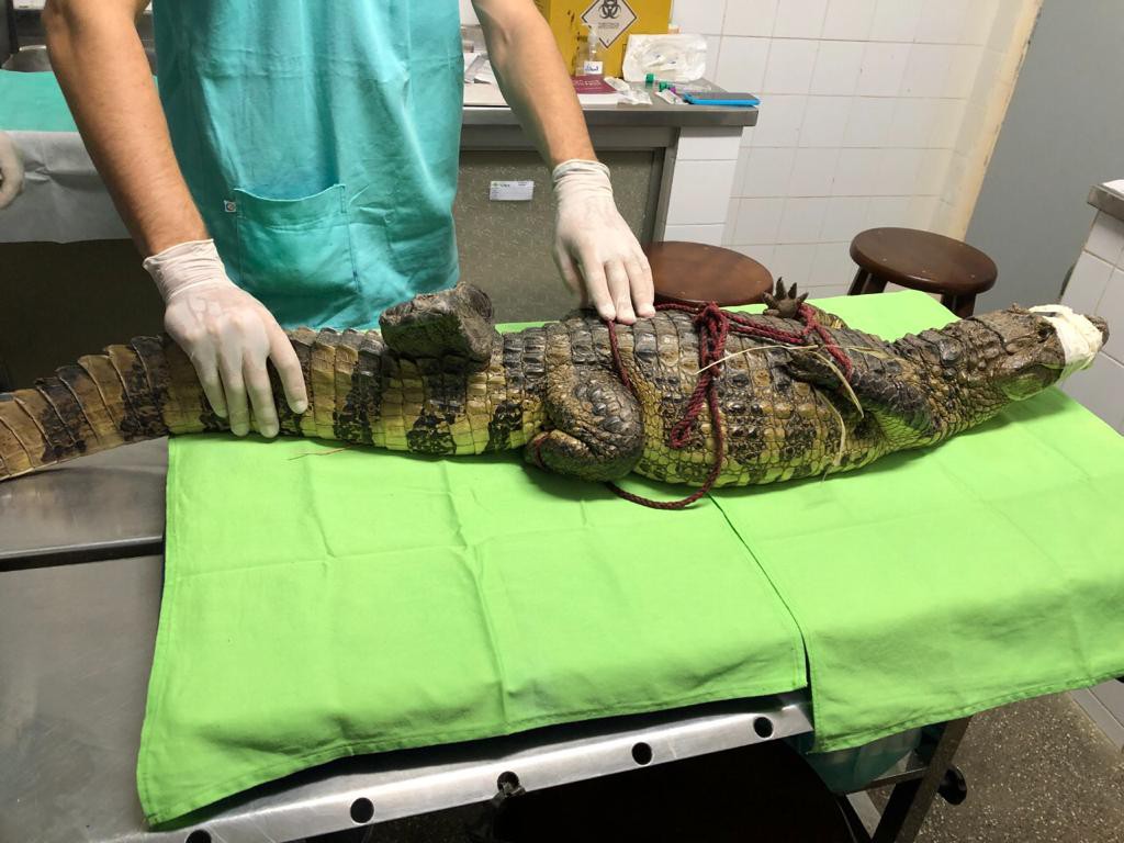 Tratamento com pele de tilápia feito por pesquisadores da UFS ajuda reabilitação de animais silvestres
