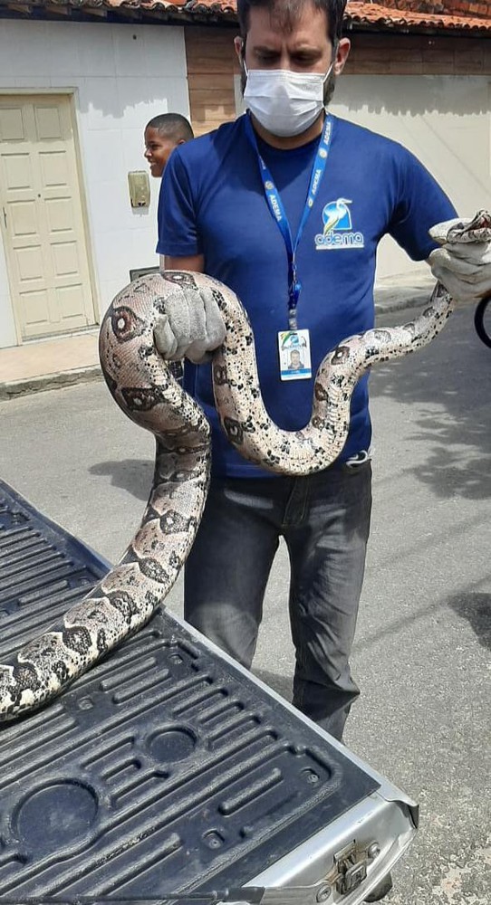 Adema resgata cobra no município de Barra dos Coqueiros